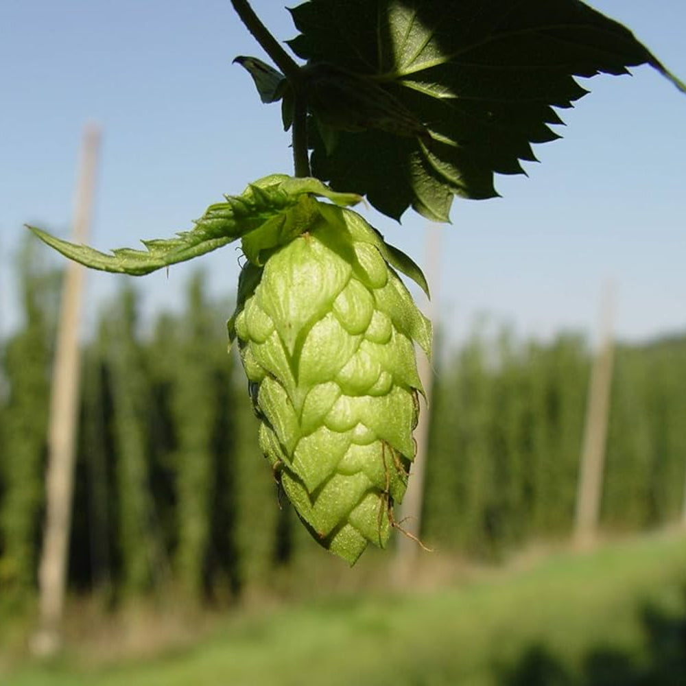 Dorado Hop Seeds for Planting heirloom & Non-GMO Seeds