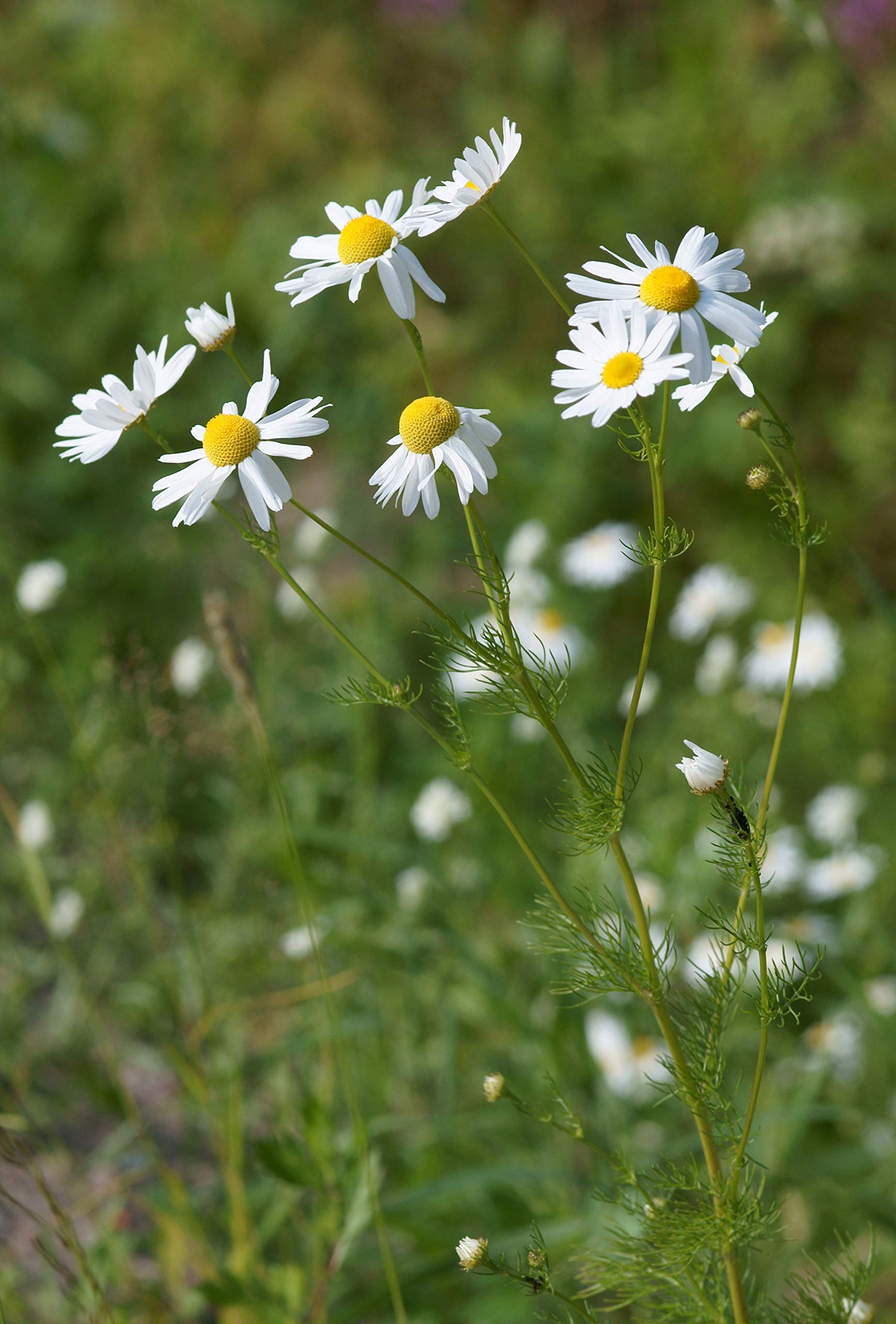 Roman Chamomile Herb Garden Seed