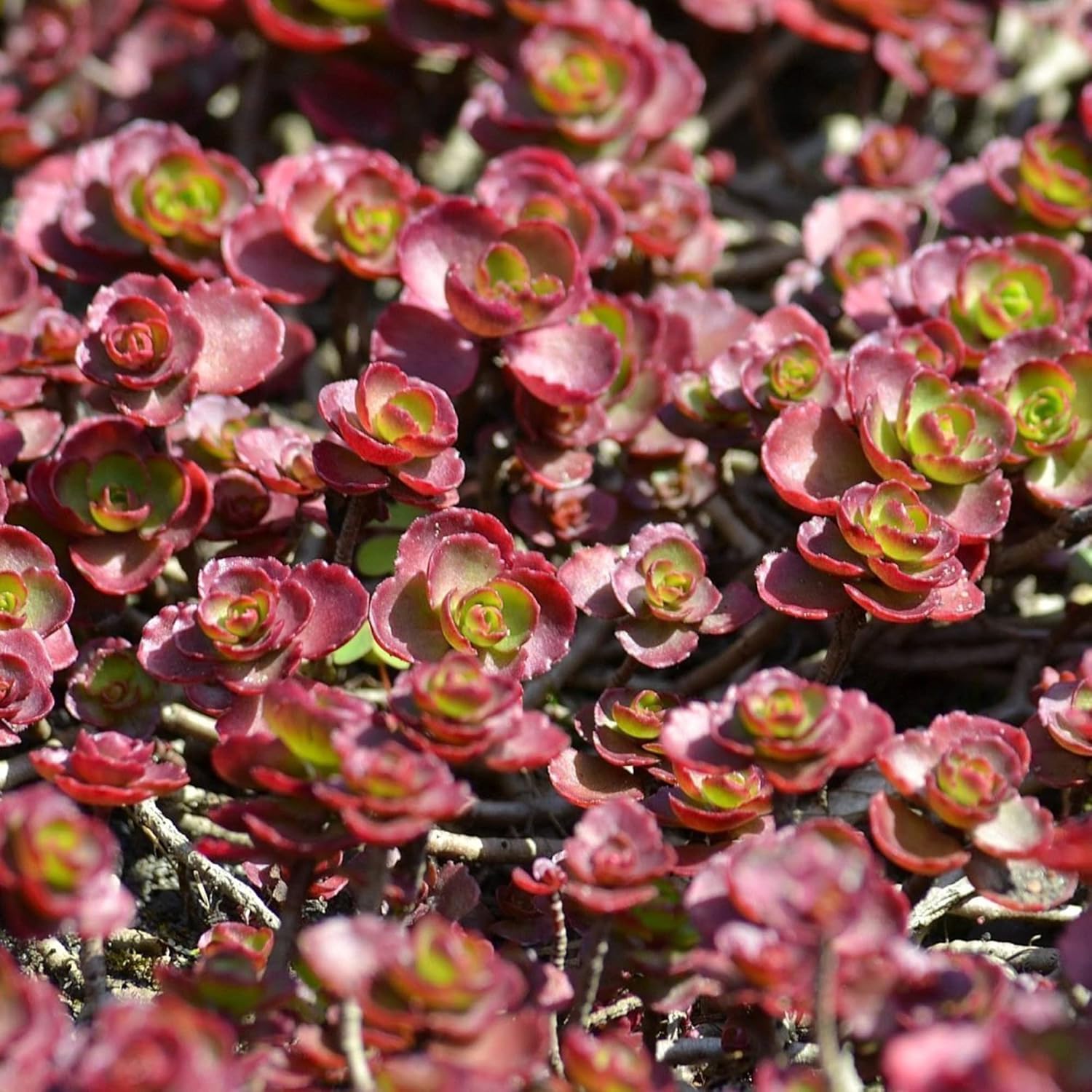 Dragon's Blood Stonecrop Seeds