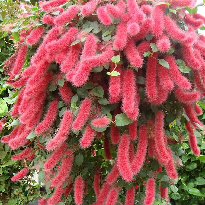 Acalypha Pendula Acalypha pendula Seeds for Planting in Flower Bed & Garden