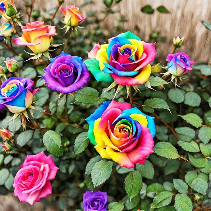 Rare Rainbow Rose Seeds for Colorful Rose Blooms
