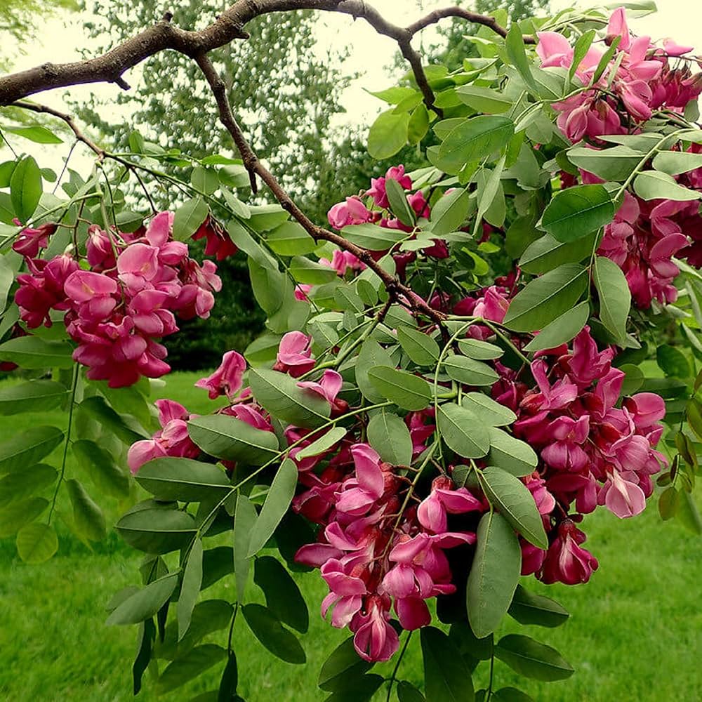 Robinia Pseudoacacia Tree Seeds for Planting