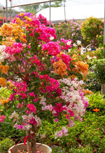 Bougainvillea Flower Bougainvillea spp. for planting in flower bed and urban garden