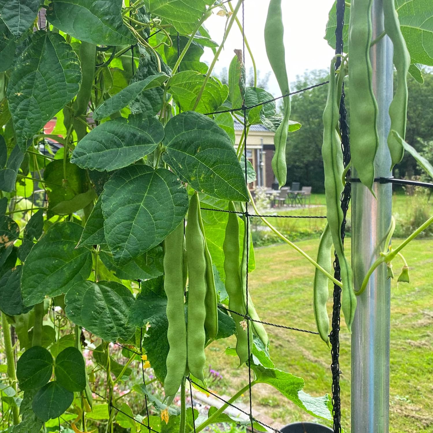 Romano Pole Bean Seeds