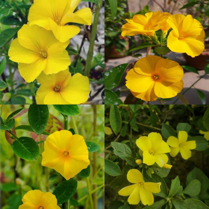 Yellow Flax Hybrid Flower Seeds for Planting - 100 pcs
