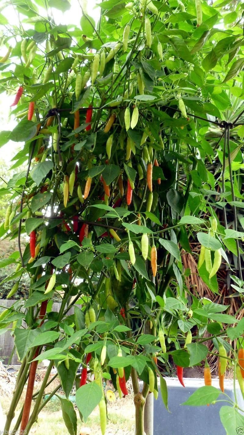 Paprika Capsicum Pubescens Birgits Locoto Vegetable Seeds for Planting – Perfect for Spicy Kitchen Garden