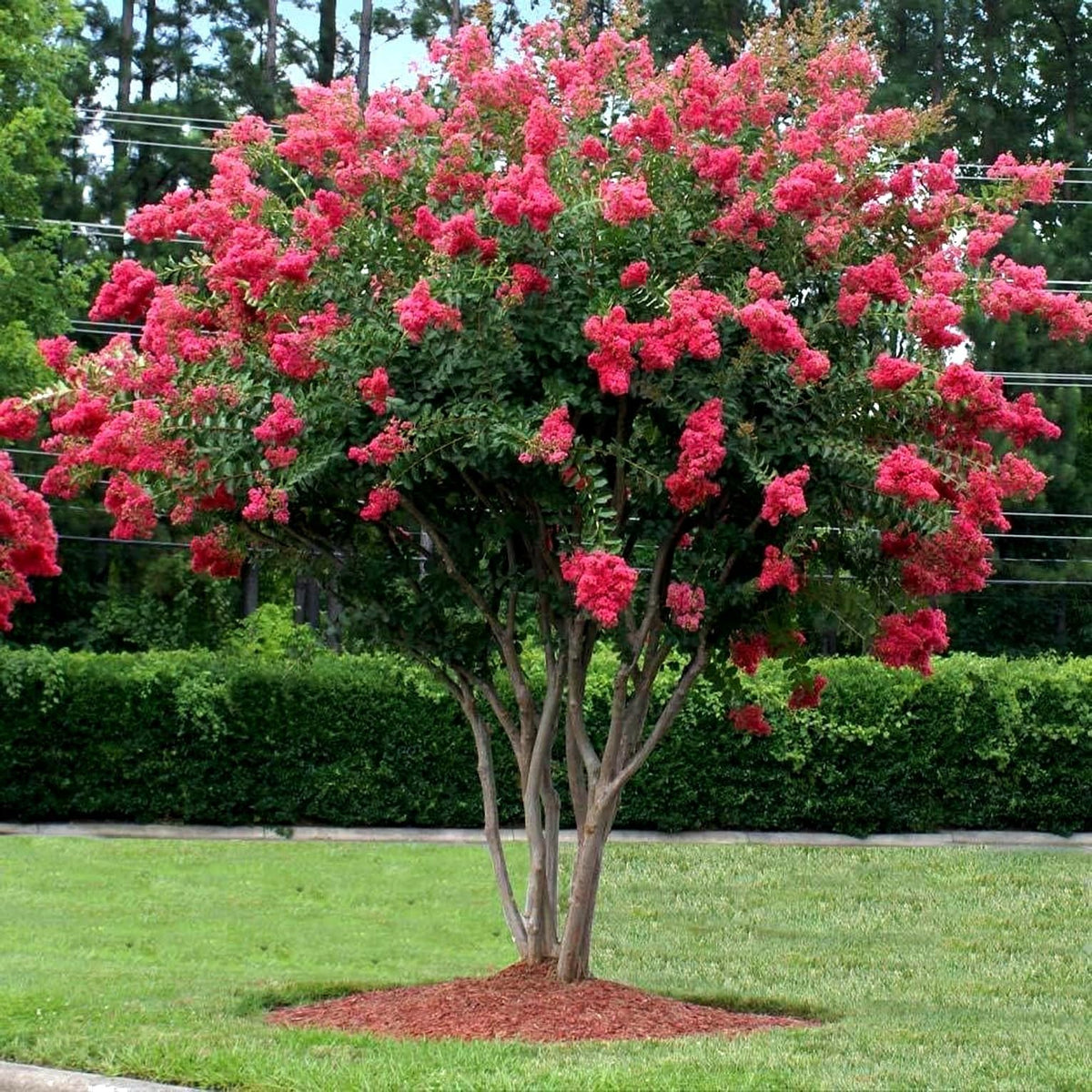 for Baby Pink CRAPE MYRTLE rare flower exotic tree plant bud Seller Seeds – Heirloom, Non-GMO, High Germination Organic Garden Seeds