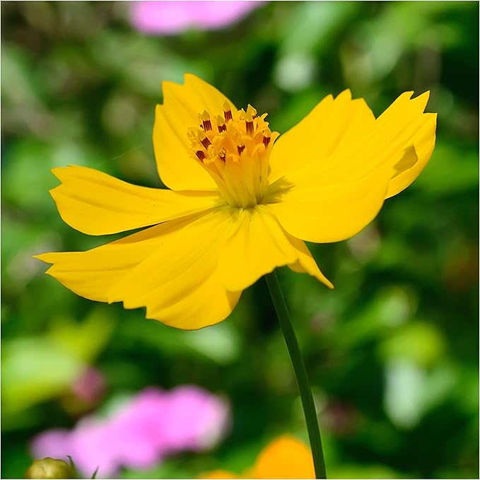 Cosmos Yellow Sunshine Seeds for Planting Flower Bed Urban Garden