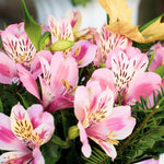 Peruvian Lily Alstroemeria flower seeds for planting