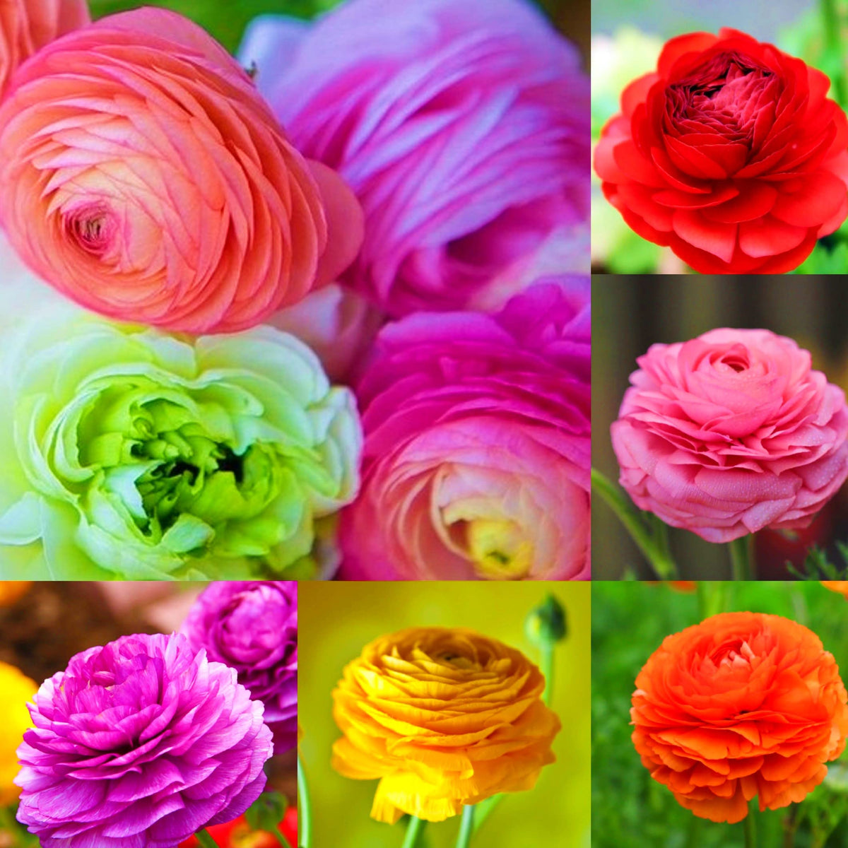 Heirloom Perennial Ranunculus Asiaticus Mixed Color Bulbs