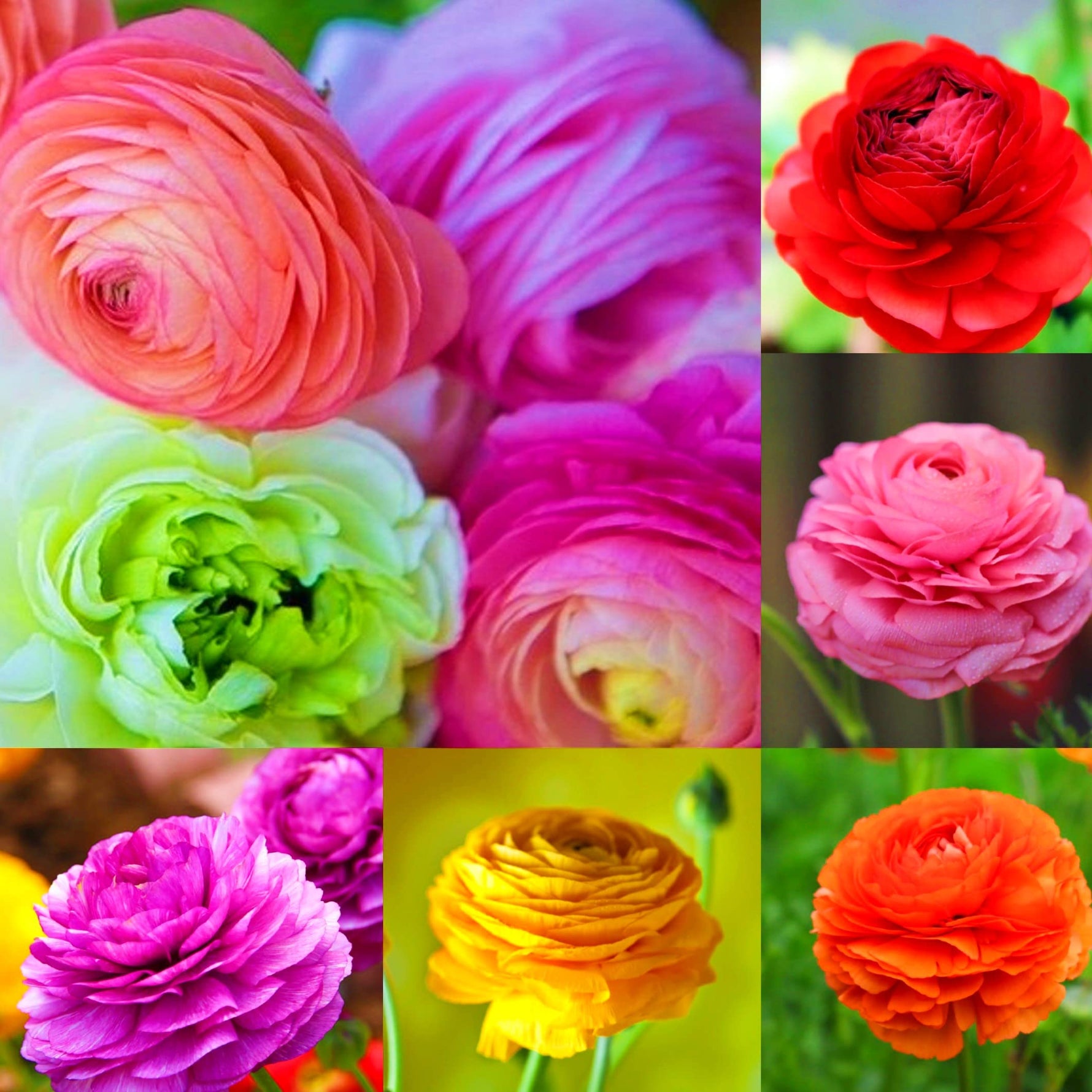Heirloom Perennial Ranunculus Asiaticus Mixed Color Bulbs