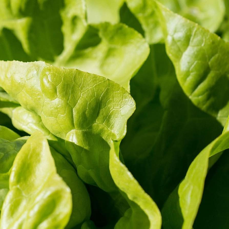 White Boston Lettuce Heirloom Non-GMO Vegetable Seeds