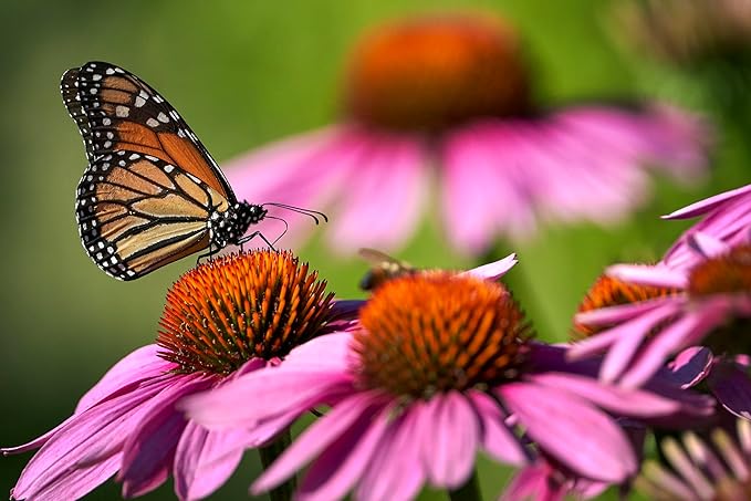Cone Flower Echinacea purpurea for planting in flower bed