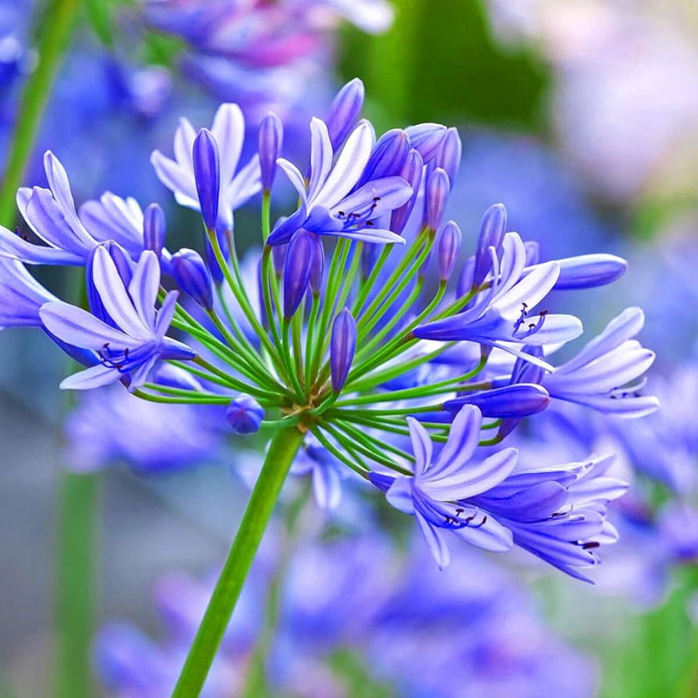 Heirloom Non-GMO Light Blue Agapanthus Flower Seeds for Garden Planting – Fresh Lily-Like Blooms