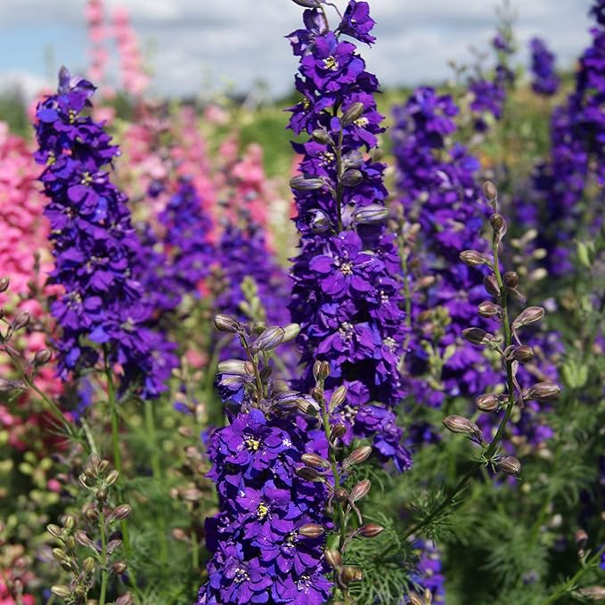 Delphinium Elatum – Delphina rose flower seeds for garden