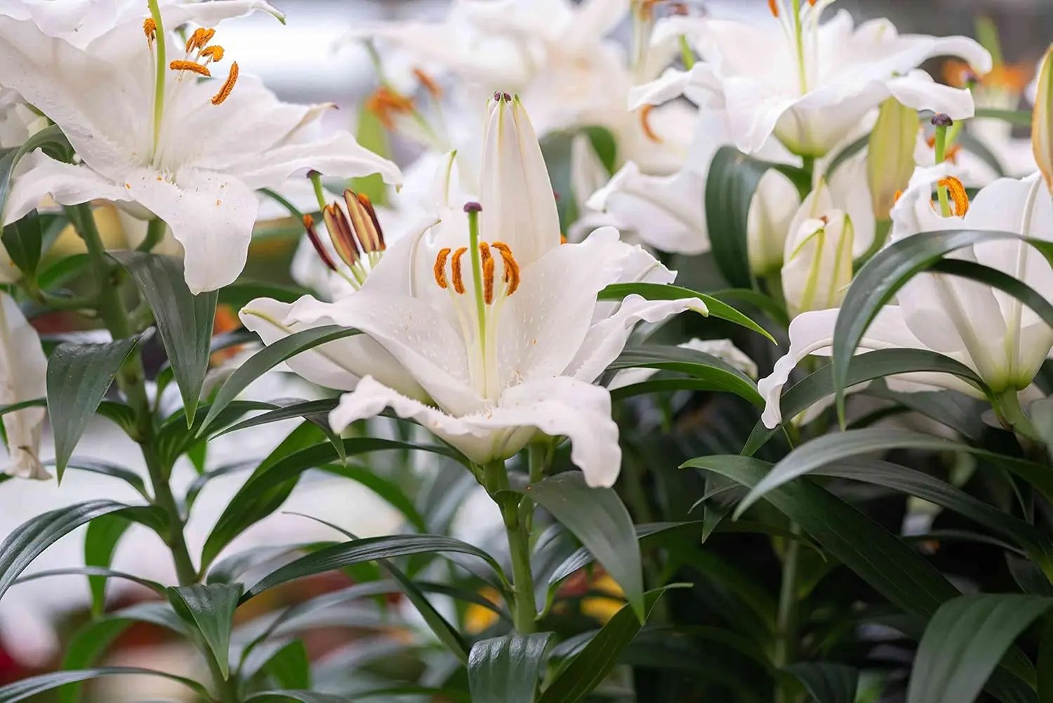 Casa Blanca Flower Seeds for Planting - NON GMO Seeds for planting in home garden
