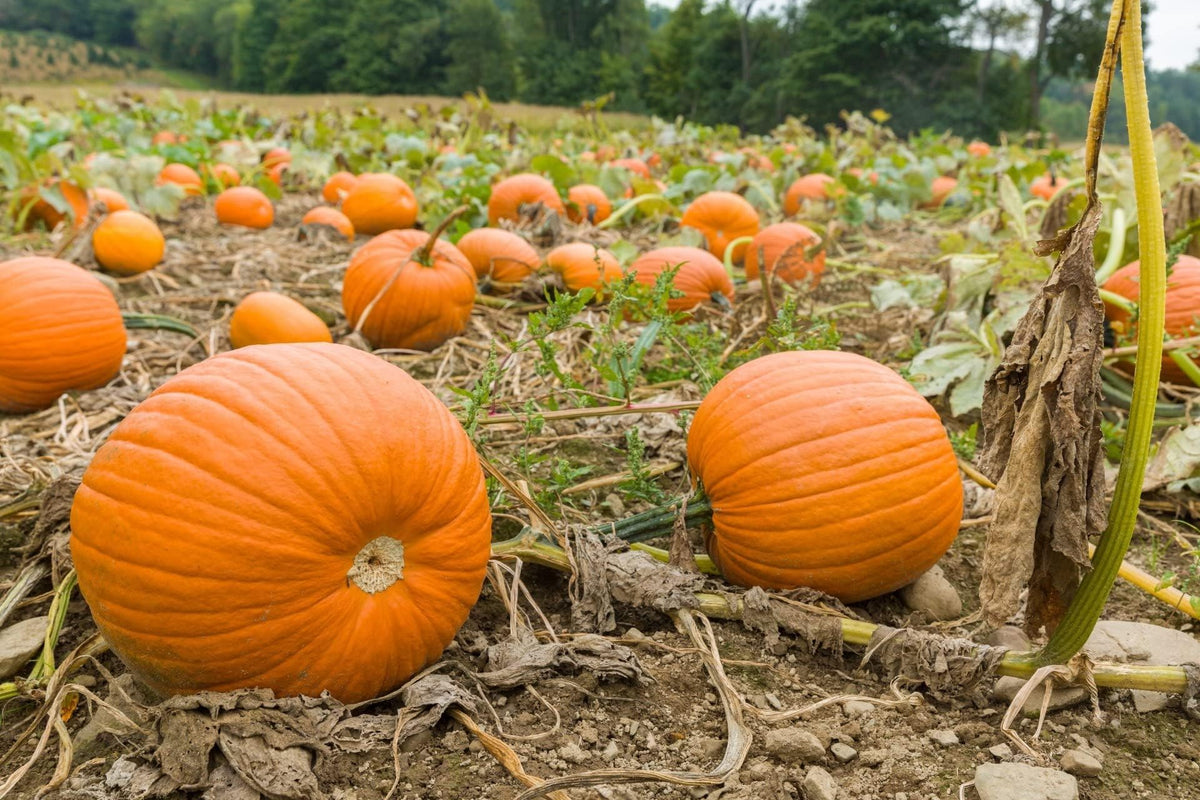 Howden Biggie Pumpkin Cucurbita pepo Seeds for Planting in Vegetable Patch