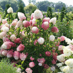 Vanilla Strawberry Hydrangea Hydrangea paniculata for planting in home garden