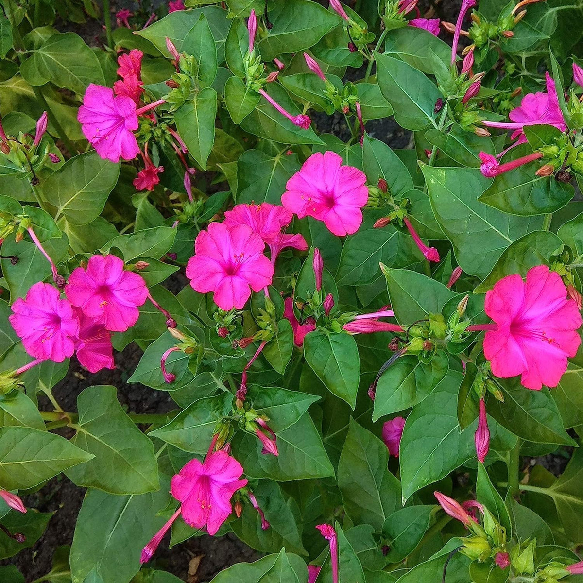 Heirloom Non-GMO Orange Pink Mirabilis Flower Seeds for Garden Planting – Fragrant Evening Blooms