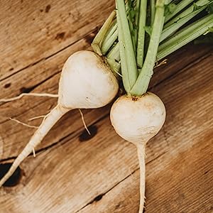 Turnip Brassica rapa White Egg heirloom vegetable seeds for planting in kitchen garden or raised beds