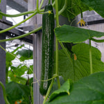 Long Cucumber Cucumis sativus for planting in vegetable patch