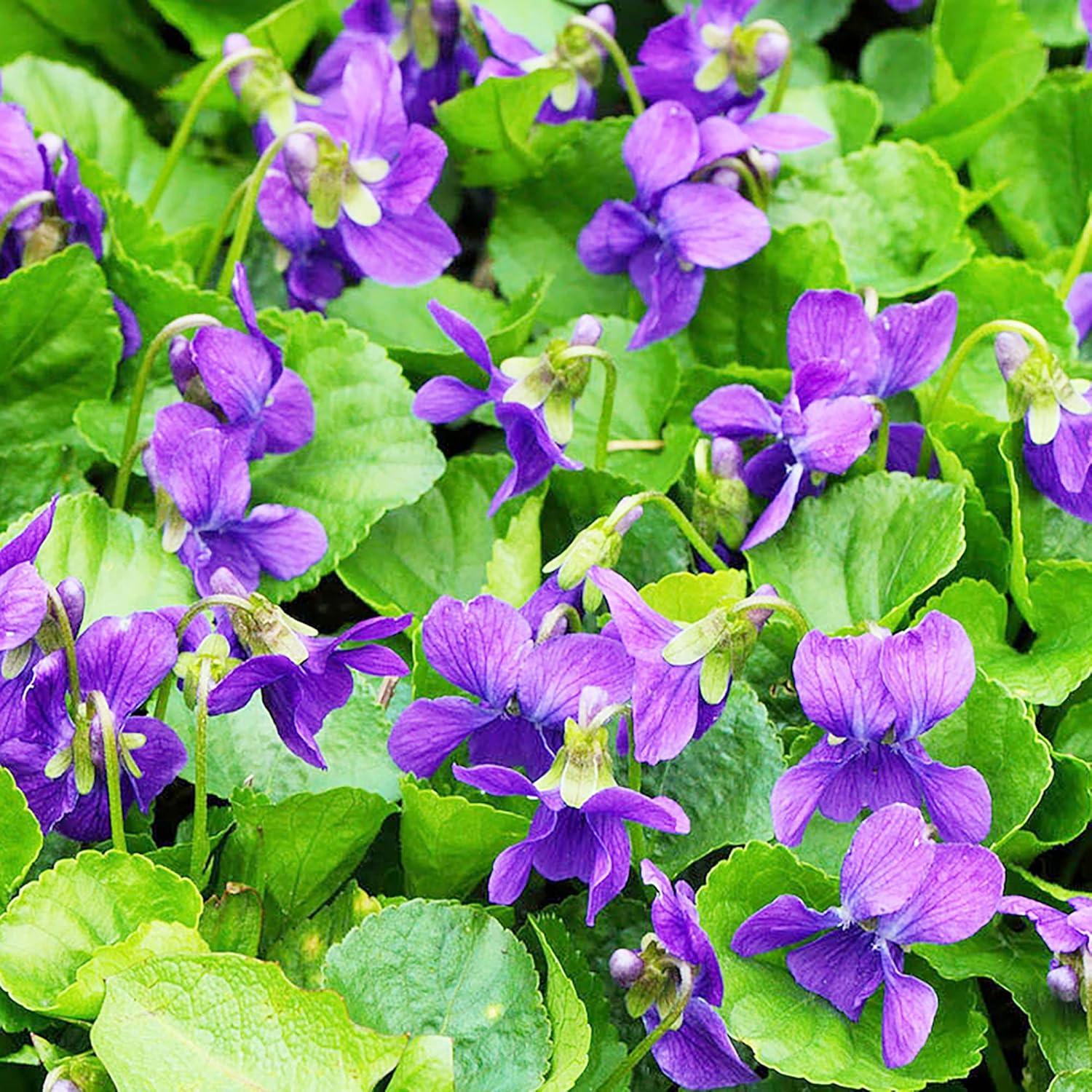 Sweet Violet Seeds