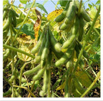 Edamame Green Giant Soybean Seeds