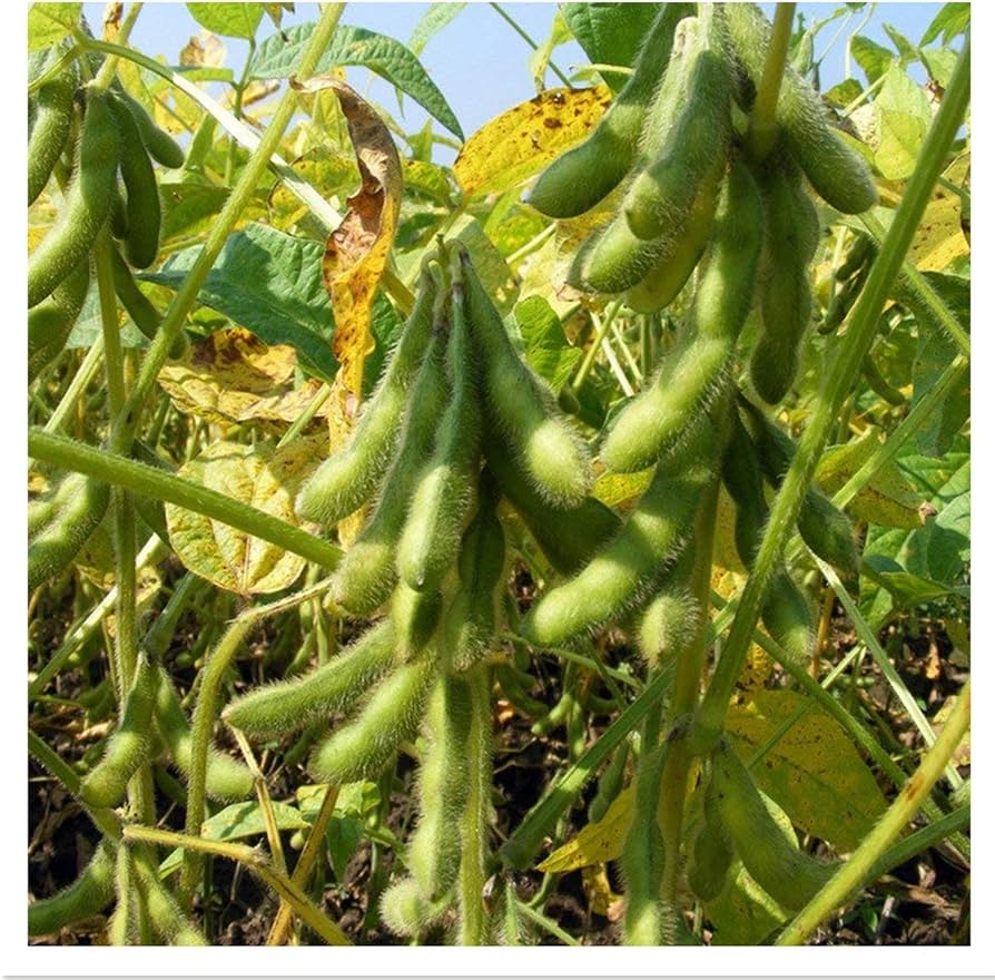 Edamame Green Giant Soybean Seeds