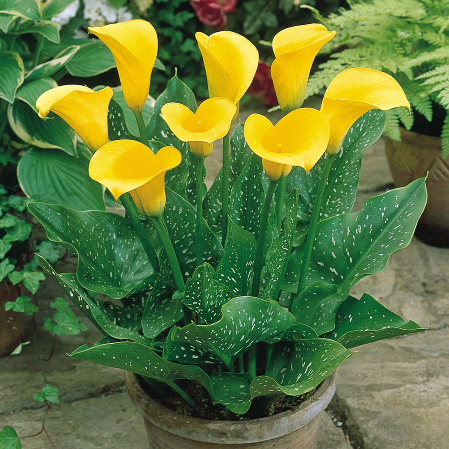 Calla Lily Zantedeschia aethiopica Flowering Seeds For Planting
