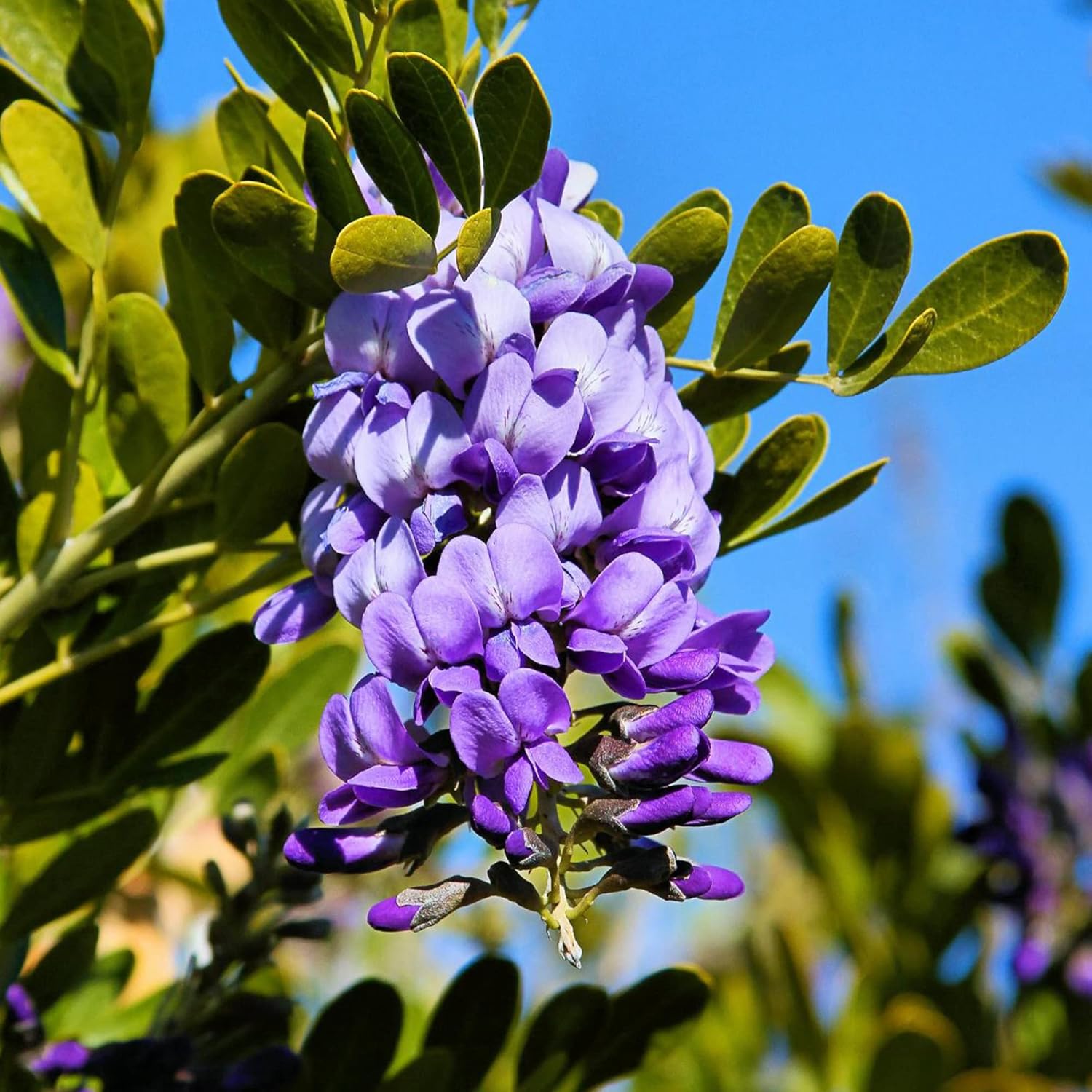 Texas Mountain Laurel Seeds