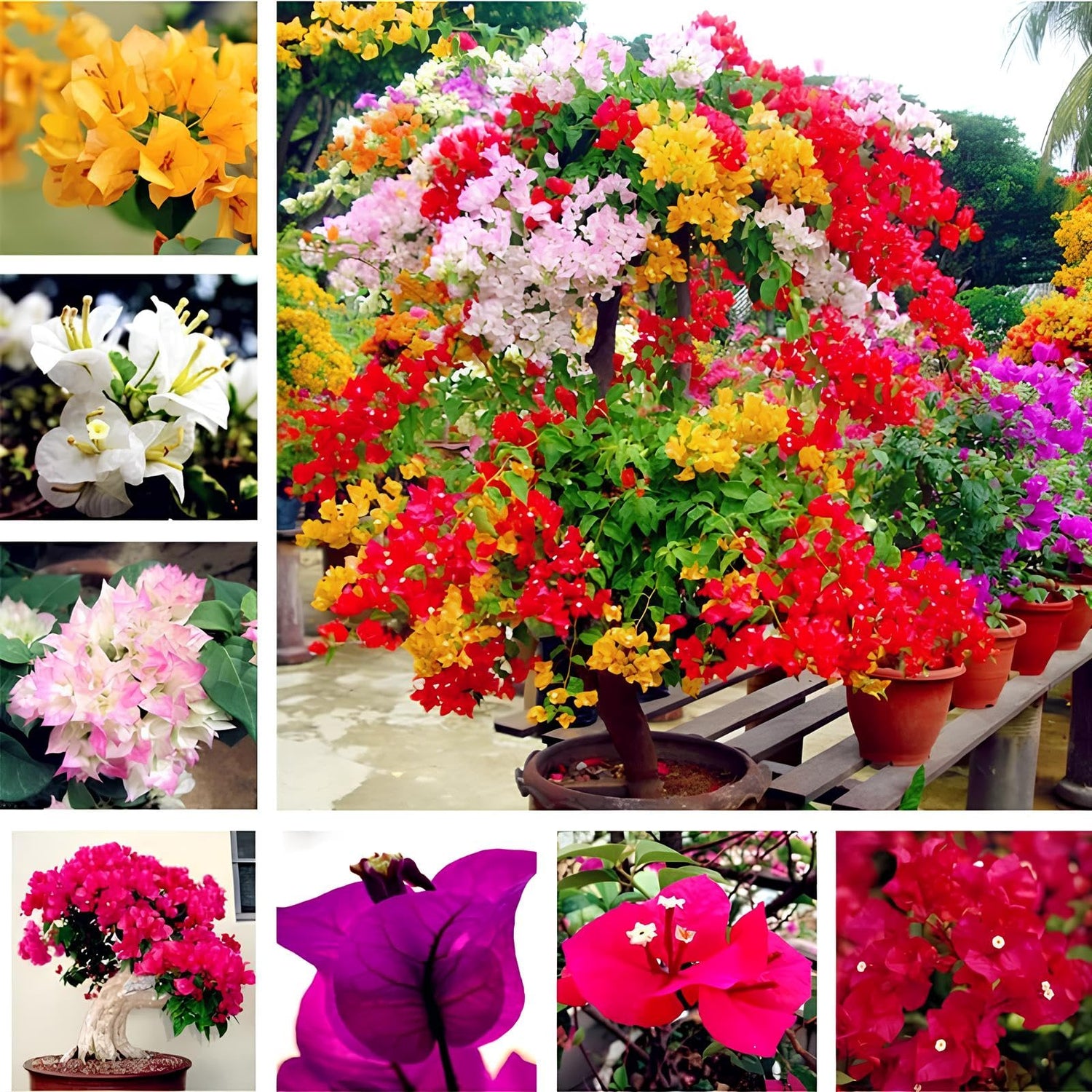 Bougainvillea Glabra Flowering Seeds For Planting in vertical garden or sunny backyard trellises