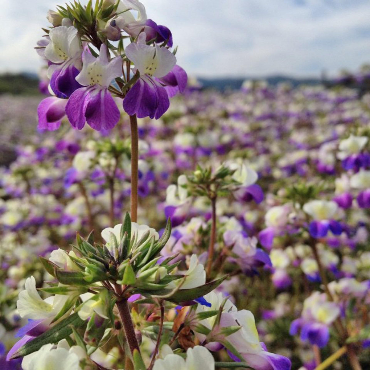 Collinsia (Collinsia heterophylla) seeds for flower bed planting