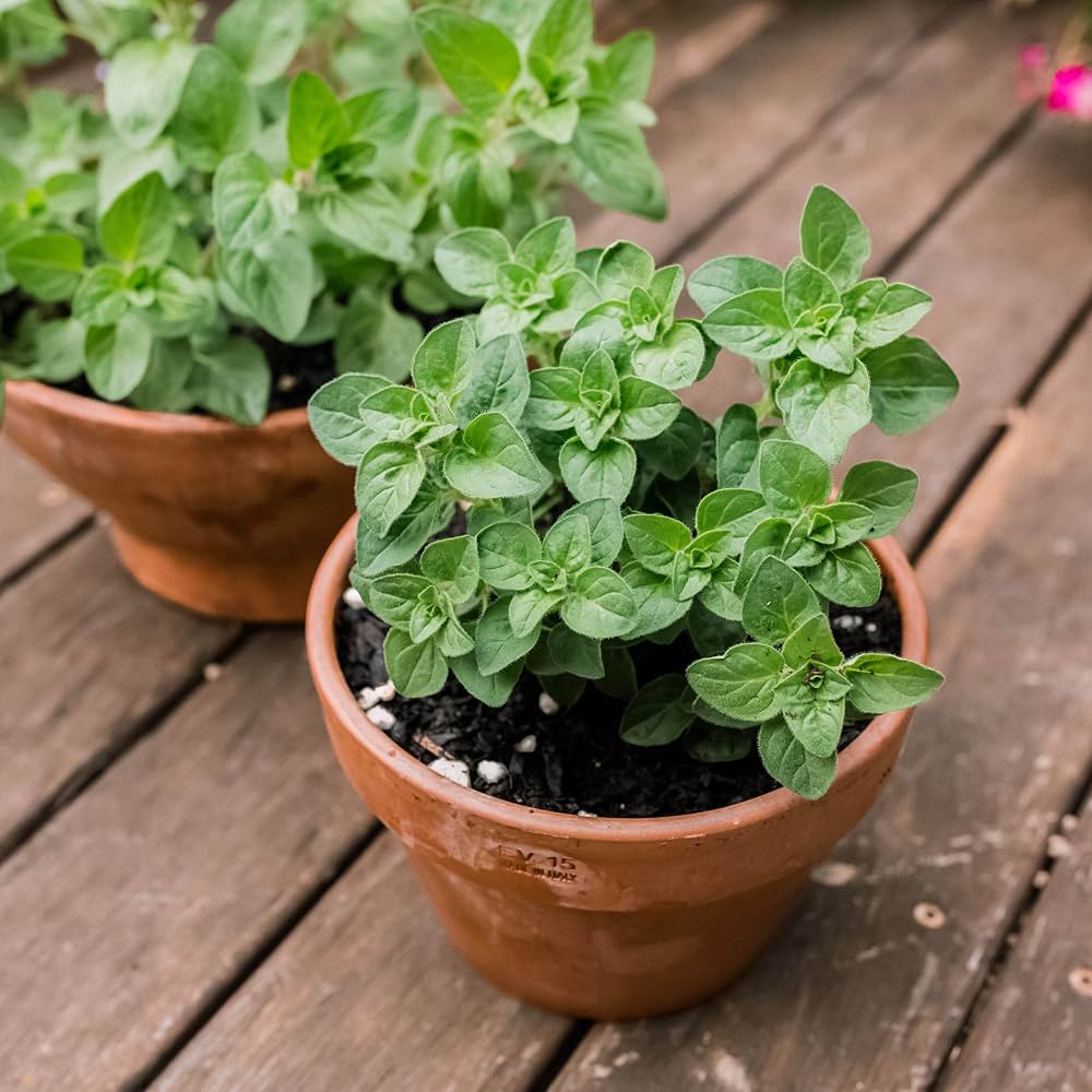 Oregano Seeds - Greek