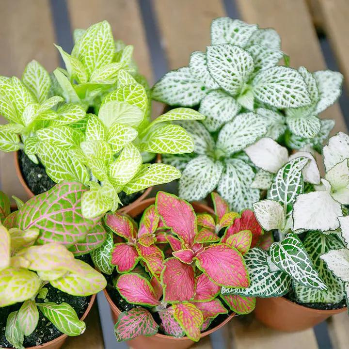 Fittonia Albivenis Seeds – Heirloom, Non-GMO White Nerve Plant Seeds for Indoor Planting Dhara Seeds