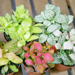 Fittonia Albivenis Seeds – Heirloom, Non-GMO White Nerve Plant Seeds for Indoor Planting Dhara Seeds