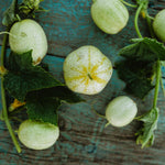 LEMON CUCUMBER Heirloom Seeds for planting in vegetable garden