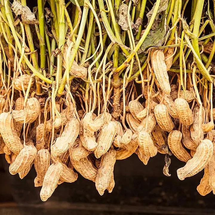 Peanut Plant Seeds for Garden Planting - NON GMO Seeds Dhara Seeds