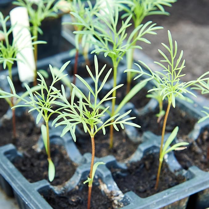 Cosmos Cosmos bipinnatus for planting in flower bed