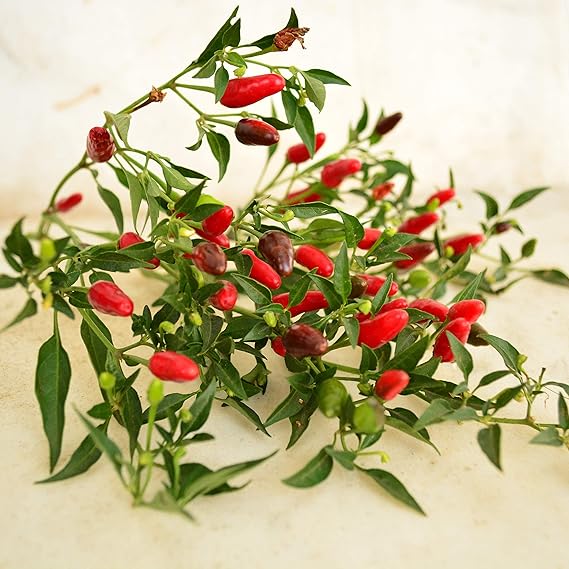 Pepper Capsicum Chinense Hottest Vegetable Seeds for Planting – Spicy Variety for Home Garden and Culinary Use
