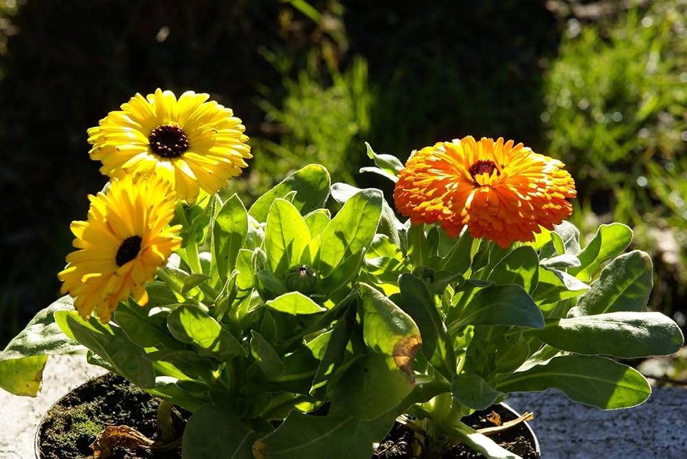 Calendula officinalis Fiesta Gitana seeds for planting in kitchen garden