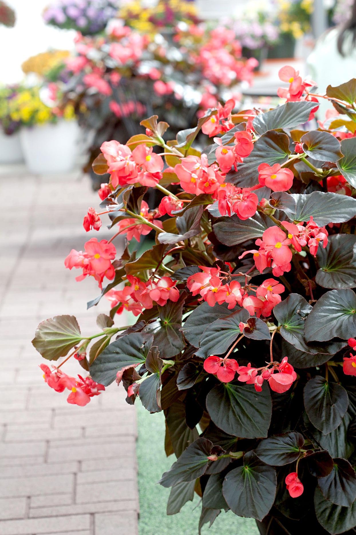 Begonia semperflorens Red flower seeds for planting in containers or shaded garden areas