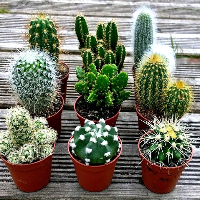 Cactus Mixed species flower seeds for planting in indoor pots or desert-themed garden