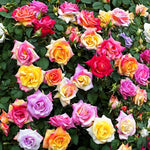 Mixed Colors Rose Flower Seeds – Beautiful and Colorful Roses – Dharaseeds