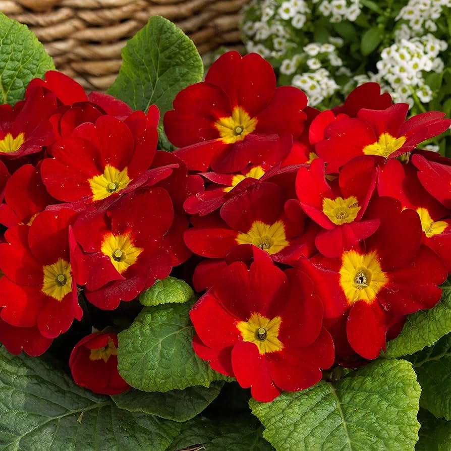 Scarlet Common Primrose Seeds – Deep Red Blooms for Spring Gardens
