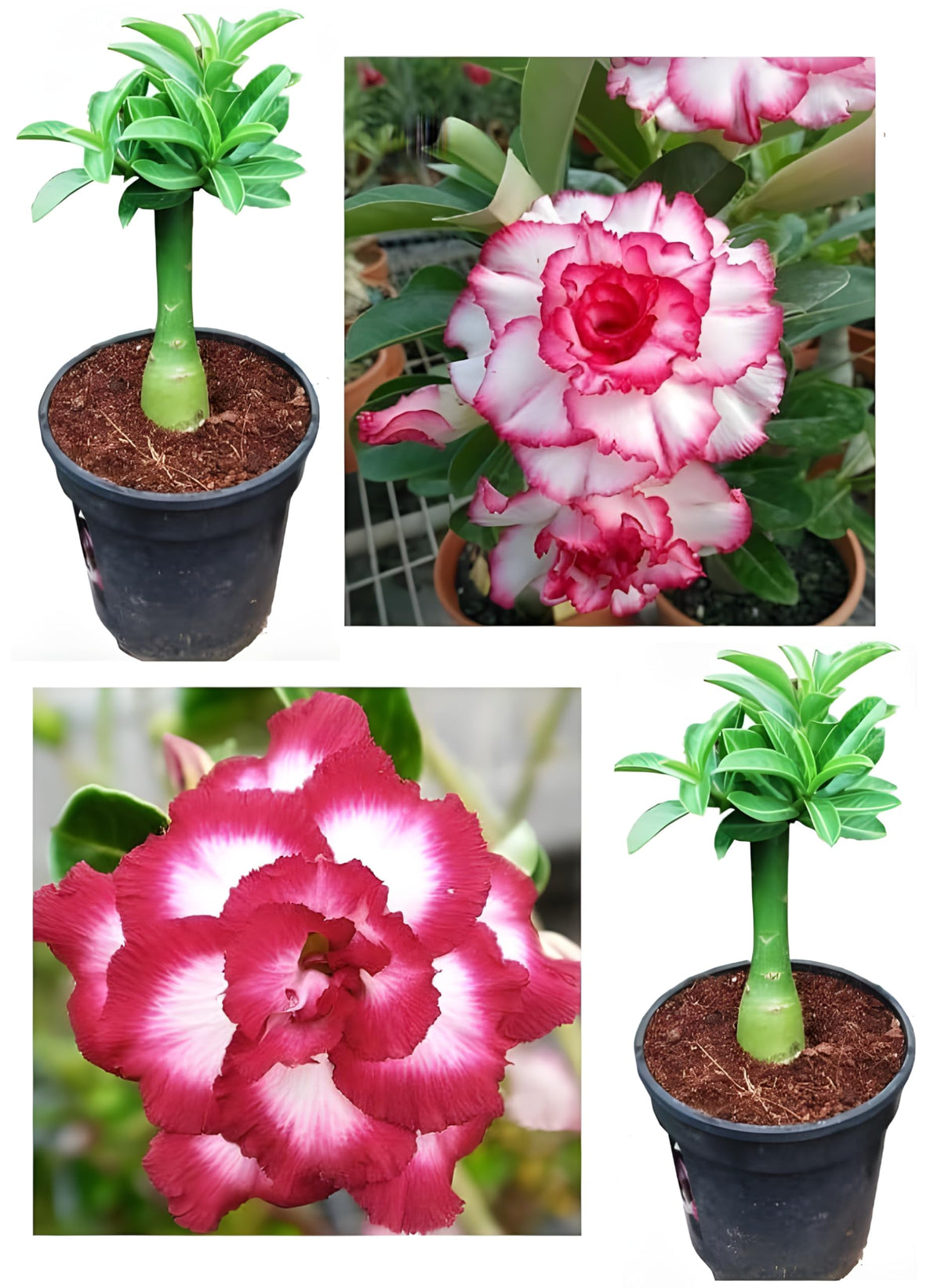 Feng Wu Double Adenium Desert Rose flower seeds