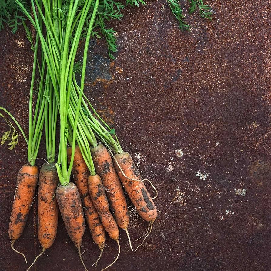 Little Mignolo Carrot – Daucus carota – organic baby carrot planting
