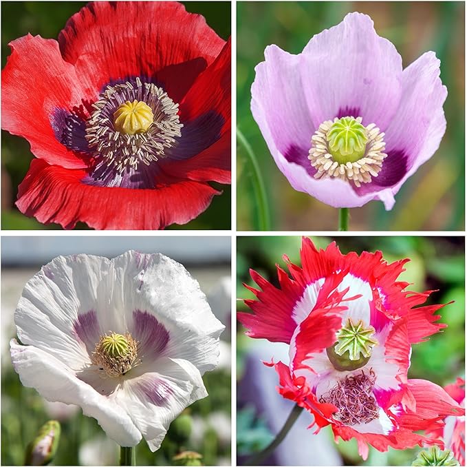 Mixed Poppy Papaver spp Flower Seeds for Planting in Flower Bed
