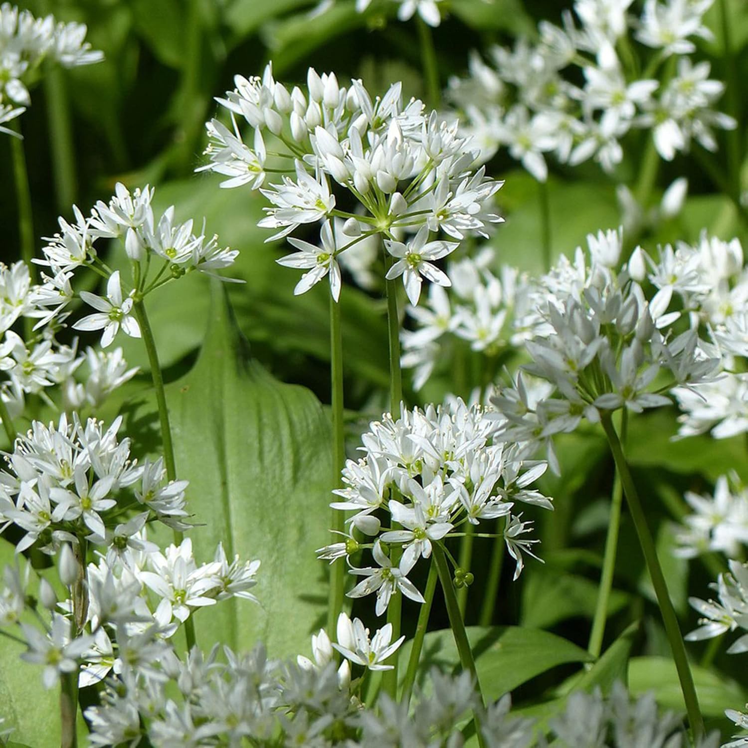 Allium Ursinum Seeds