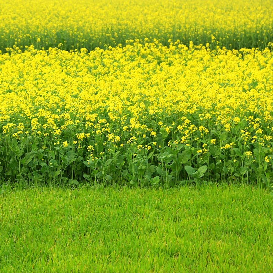 Brown Mustard Seeds for Planting vegetable patch garden
