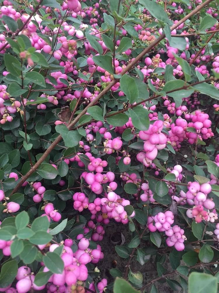 Heirloom Non-GMO Coralberry Flower Seeds for Planting – Colorful Ornamental Garden Blooms - Non-GMO for planting in home garden